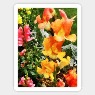 Colorful Snapdragons Sticker